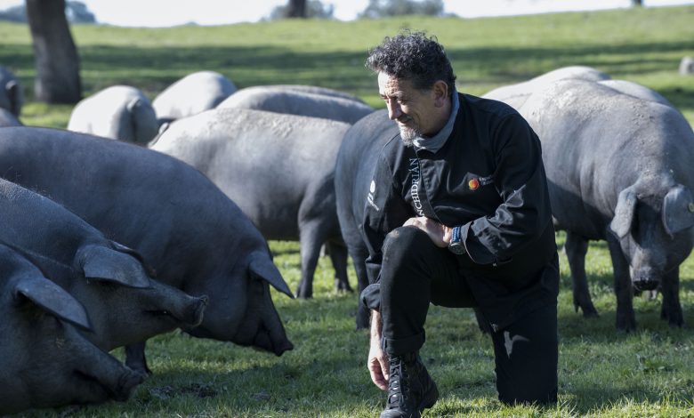 Photo of La montanera adelanta sus sacrificios, con un 10% más de cerdos de bellota procesados que en 2019 (236.782)